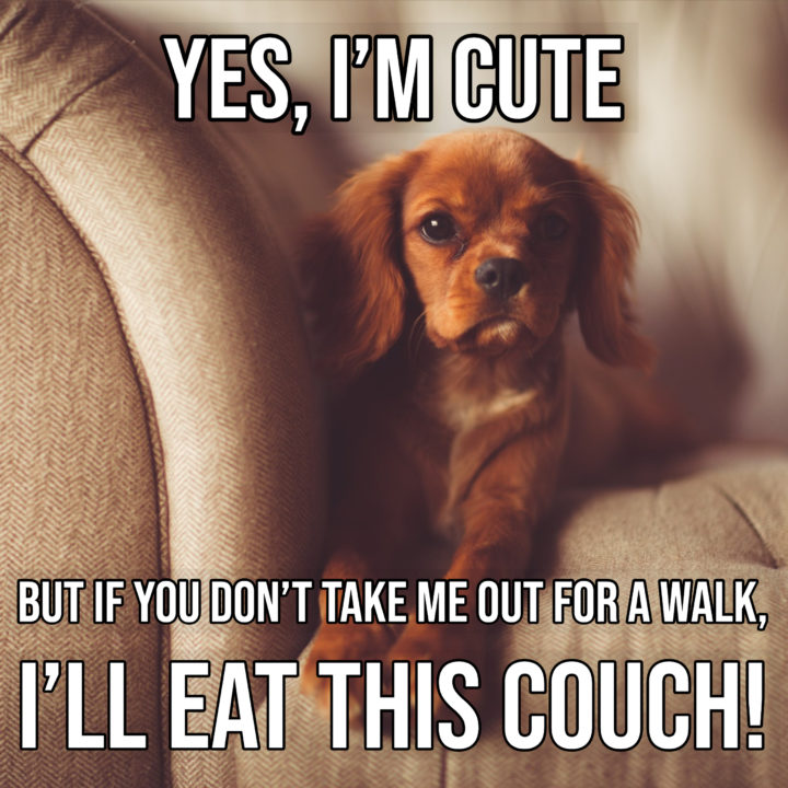 "Yes, I'm cute. But if you don't take me out for a walk, I'll eat this couch!"