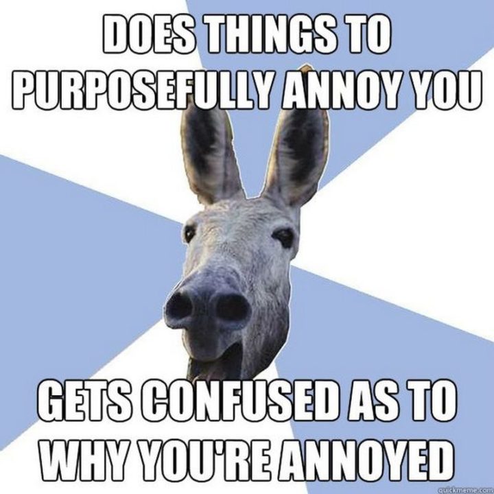 "Does things to purposefully annoy you. Gets confused as to why you're annoyed."