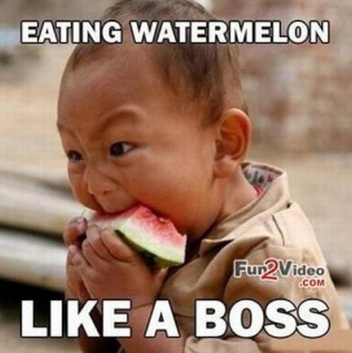 61 Funny Clean Memes - "Eating watermelon like a boss."