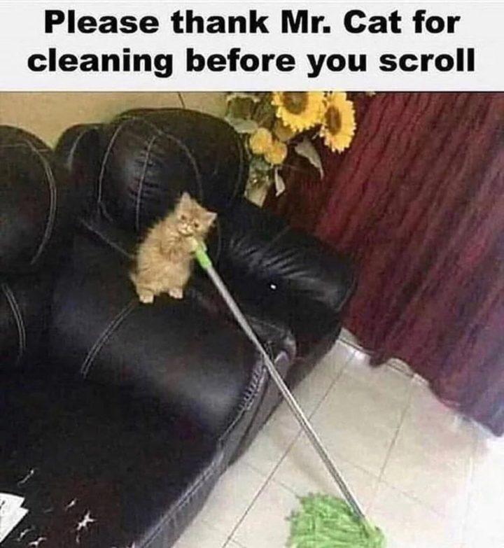 "Please thank Mr. Cat for cleaning before you scroll."