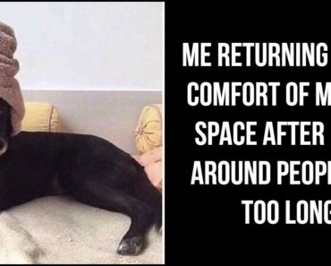 61 Funny Clean Memes that are rated E for everyone