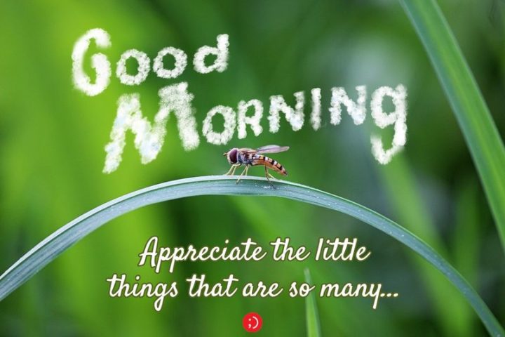 71 Good Morning Images - "Good morning. Appreciate the little things that are so many..."