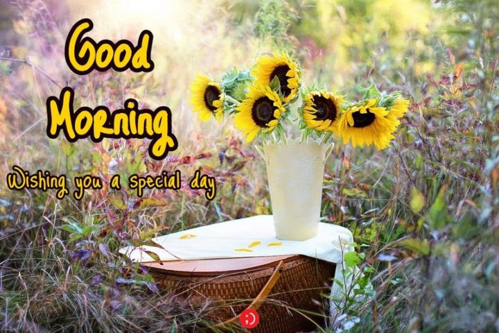 71 Good Morning Images - "Good morning. Wishing you a special day."