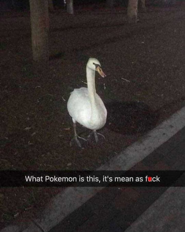 "What Pokémon is this, it's mean as f***."