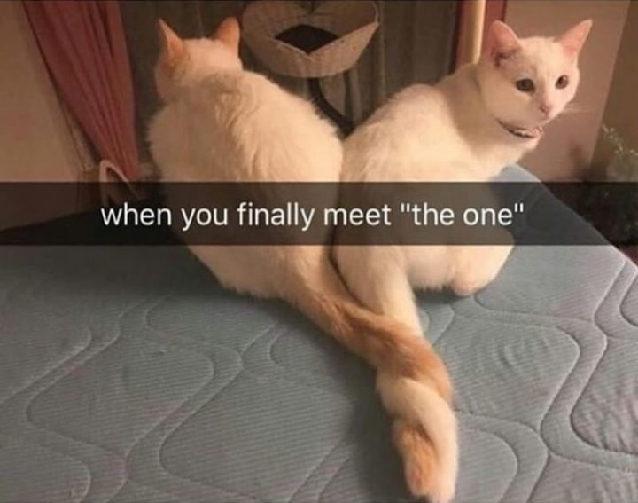71 Relationship Memes - "When you finally meet 'the one'."