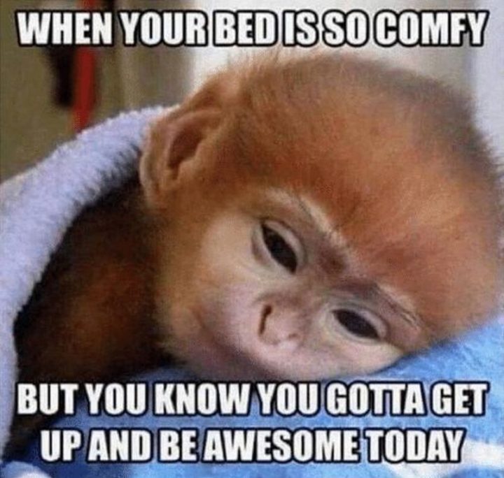"When your bed is so comfy but you know you gotta get up and be awesome today."