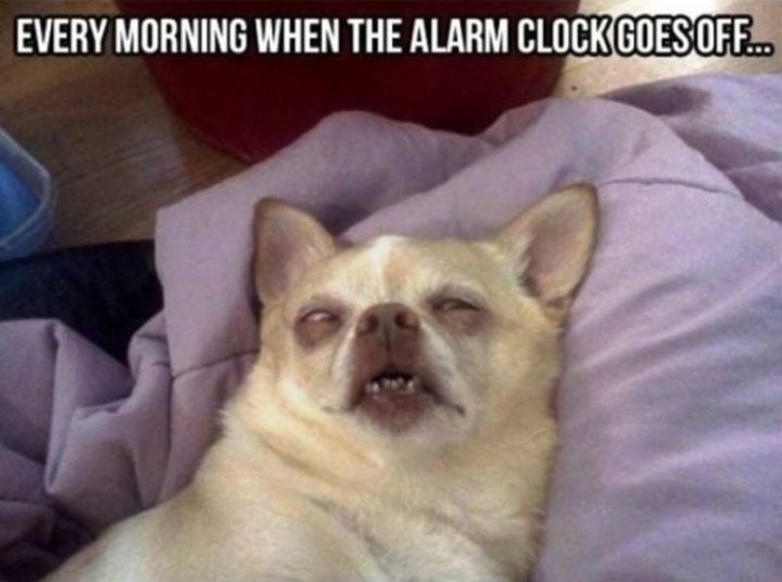 "Every morning when the alarm clock goes off..."