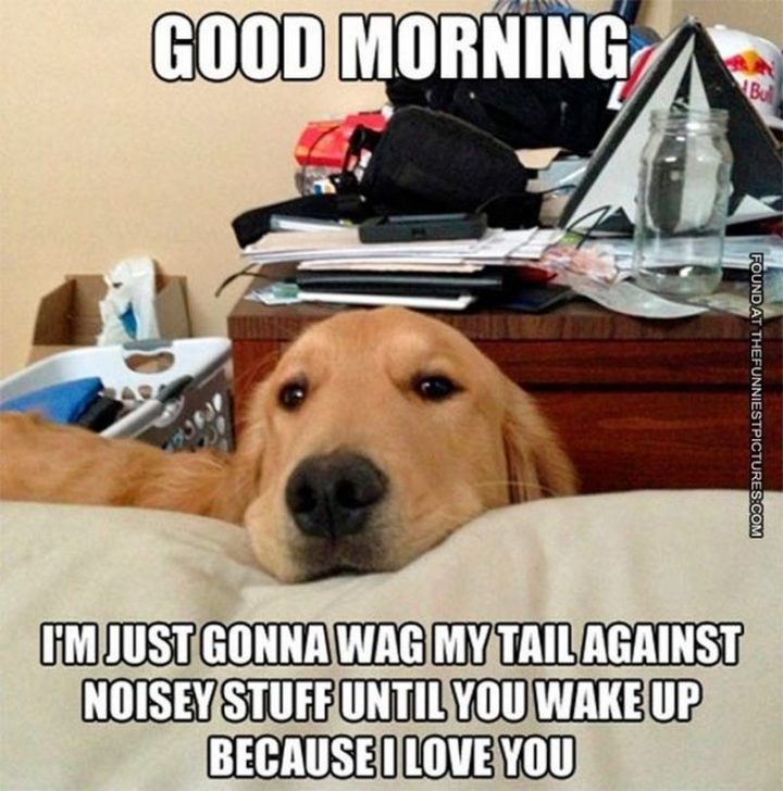 "Good morning. I'm just gonna wag my tail against noisy stuff until you wake up because I love you."