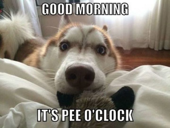 "Good morning. It's pee o'clock."