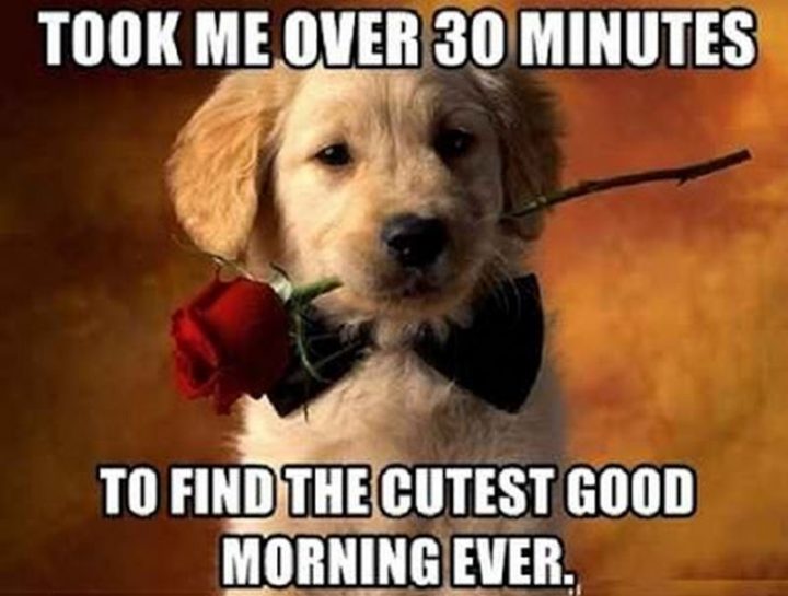 "Took me over 30 minutes to find the cutest good morning ever."