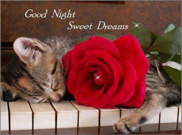 101 Good Night Memes - "Good night, sweet dreams."