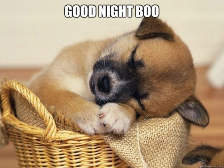 101 Gute-Nacht-Memes - "Gute Nacht boo.""Good night boo."