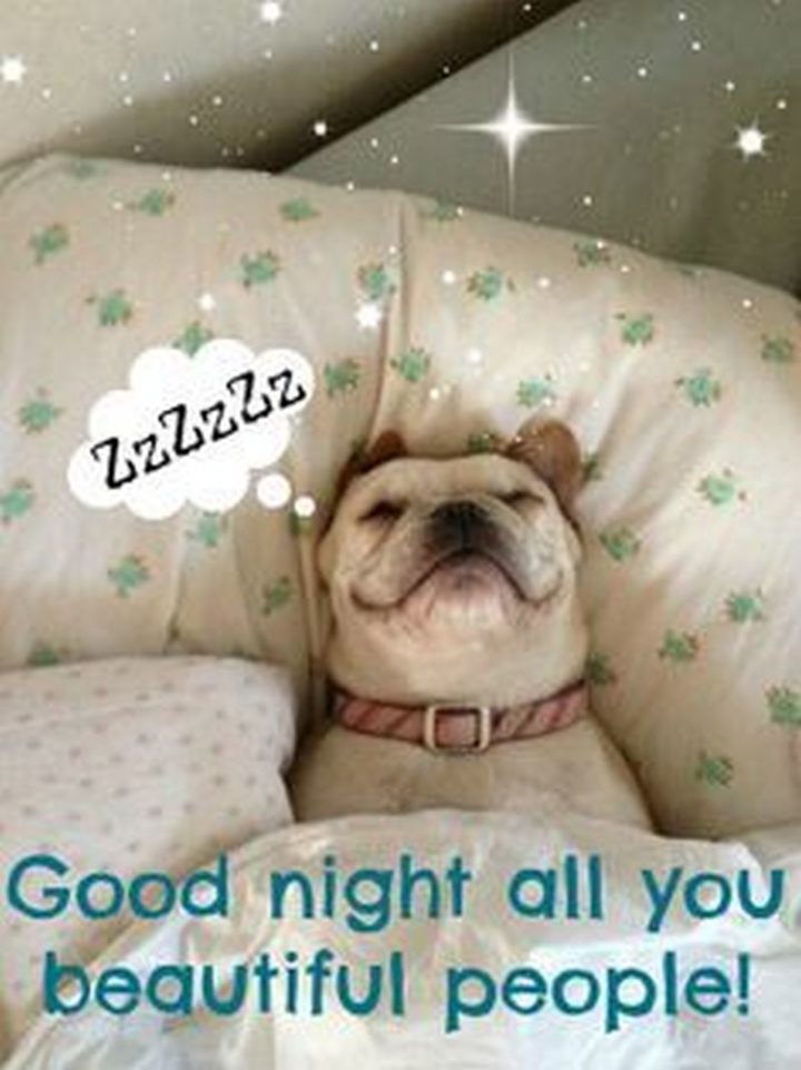 101 Good Night Memes - "ZzZzZzzz...Boa noite a todos vocês, lindas pessoas!""ZzZzZz...Good night all you beautiful people!"