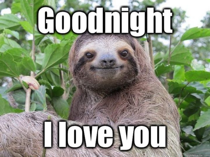 101 Memes de Boa Noite - "Good Night Memes". Amo-te.""Goodnight. I love you."