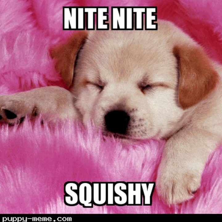 101 Good Night Memes - "Nite nite squishy. 