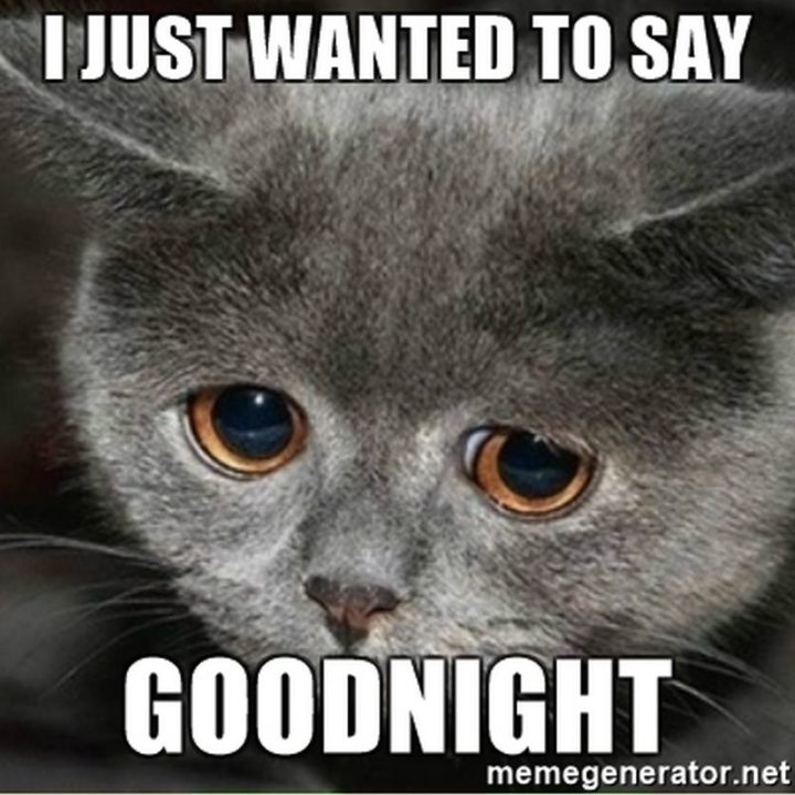 101 Gute-Nacht-Memes - "Ich wollte nur gute Nacht sagen.""I just wanted to say goodnight."