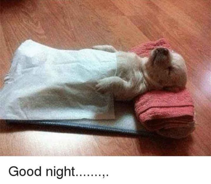 101 Good Night Memes - "Bonne nuit...""Good night..."