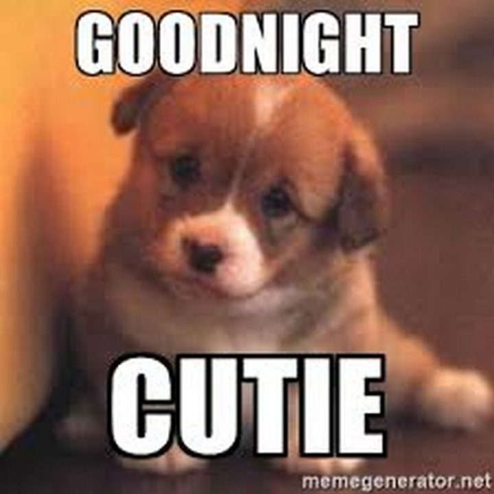 101 Good Night Memes - "Goodnight cutie""Goodnight cutie."