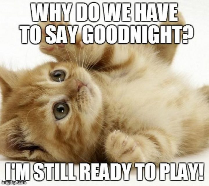 101 Good Night Memes - Porque é que temos de dizer boa noite? Ainda estou pronto para jogar!'m still ready to play!"