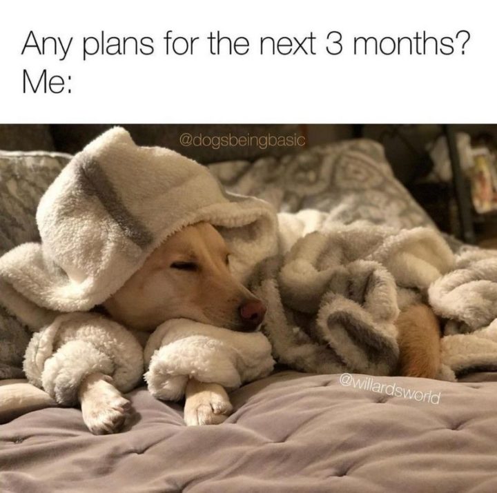 71 Funny Sleep Memes - "Any plans for the next 3 months? Me:"