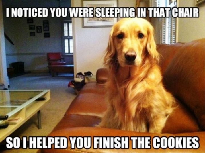 "I noticed you were sleeping in that chair so I helped you finish the cookies."