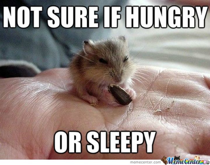 "Not sure if hungry or sleepy."