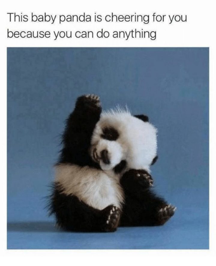 "This baby panda is cheering for you because you can do anything."