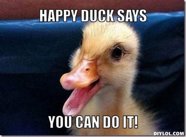 101 You Can Do It Memes - "Happy duck says you can do it!"