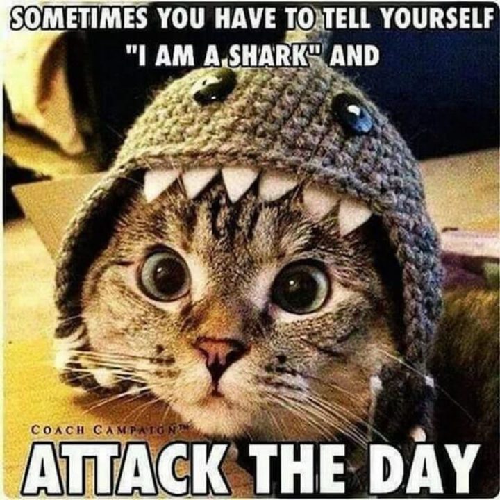 "Sometimes you have to tell yourself 'I am a shark' and attack the day."