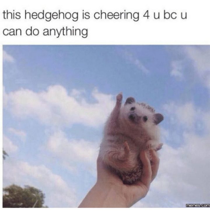 "This hedgehog is cheering 4 u bc u can do anything."