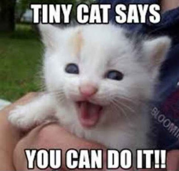 "Tiny cat says you can do it!!"