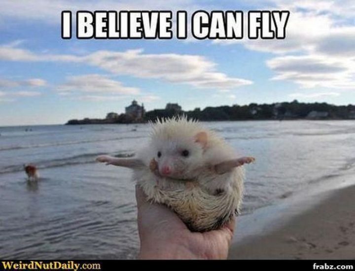 "I believe I can fly."