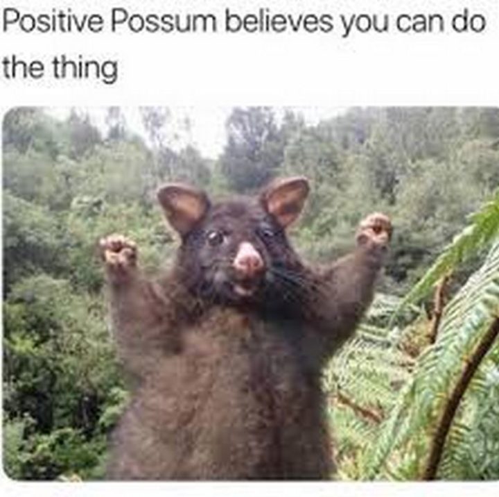 "Positive Possum believes you can the thing."