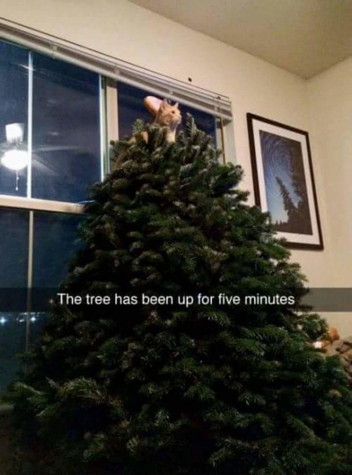 "The tree has been up for five minutes."