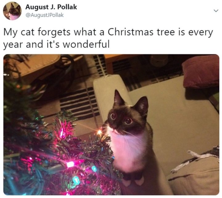 "My cat forgets what a Christmas tree is every year and it's wonderful."