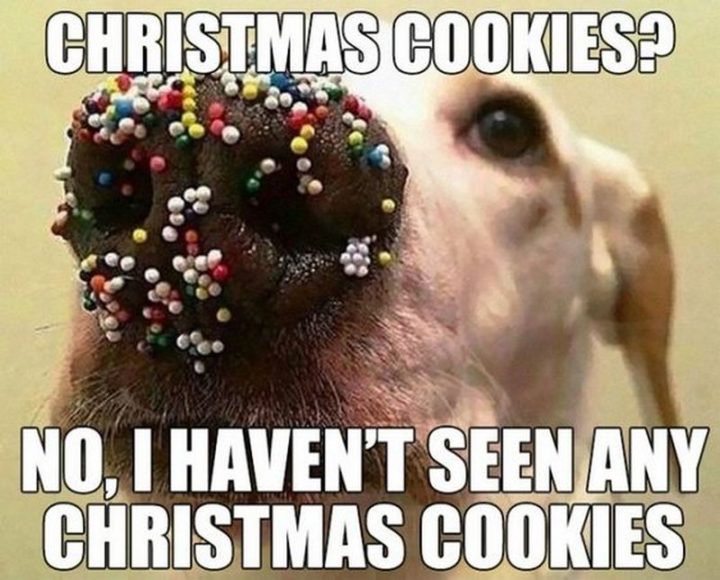 "Christmas cookies? No, I haven't seen any Christmas cookies."