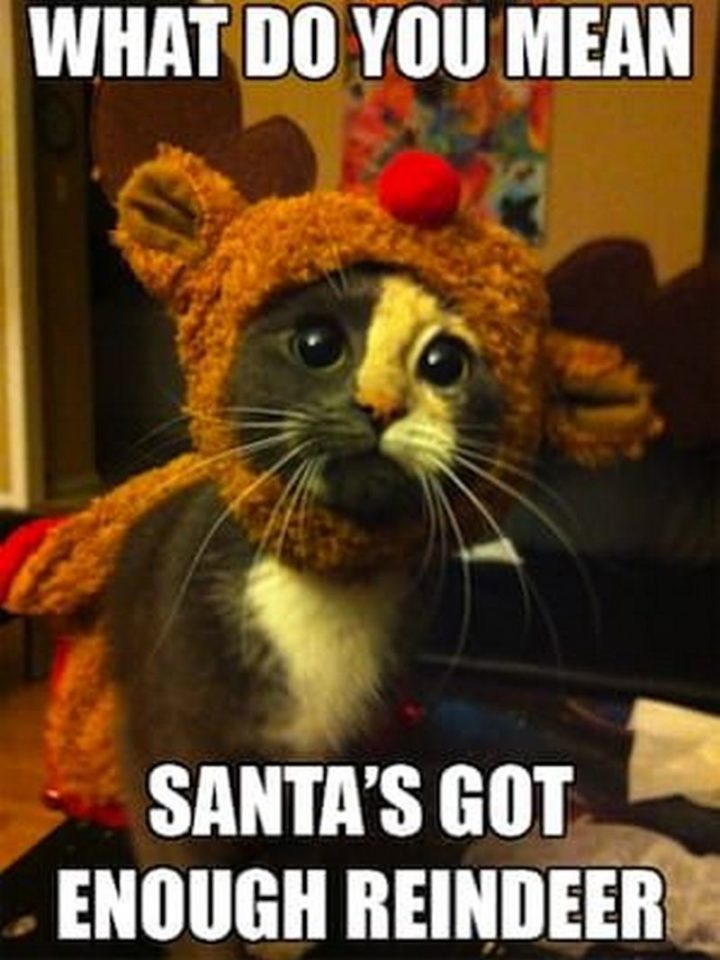 "What do you mean Santa's got enough reindeer."