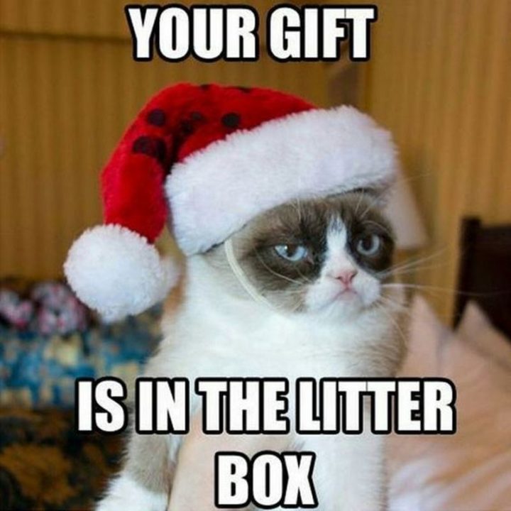 "Your gift is in the litter box."