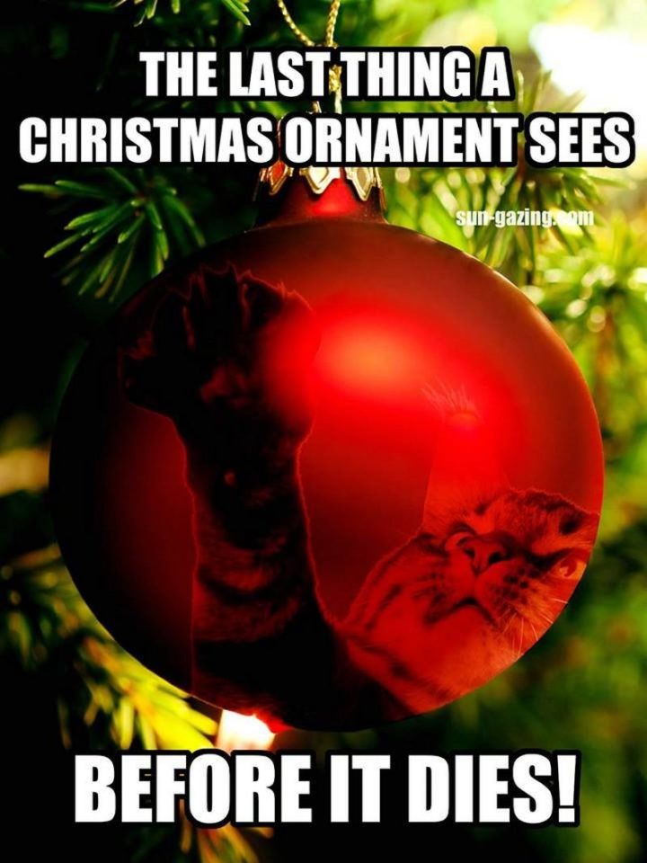 "The last a Christmas ornament sees before it dies!"