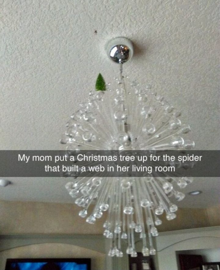 "My mom put a Christmas tree up for the spider that built a web in her living room."