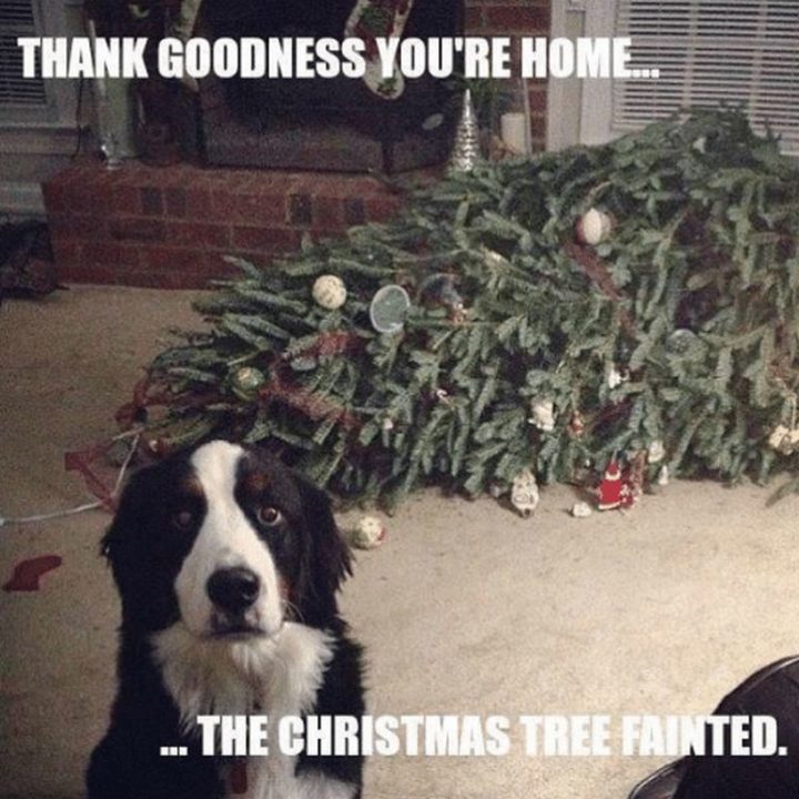 "Thank goodness you're home...The Christmas tree fainted."