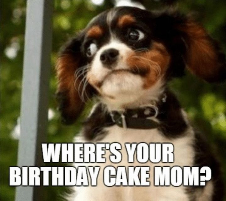 "Where's your birthday cake mom?"