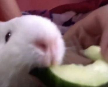 Guinea Pig Bites Off More Than He Can Chew and Learns His Lesson!