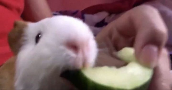 Tomas the Guinea Pig Bites Off More Than He Can Chew and Learns His Lesson!