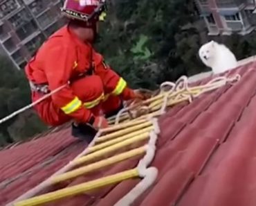 Adorable Samoyed Dog Gets Trapped on Rooftop