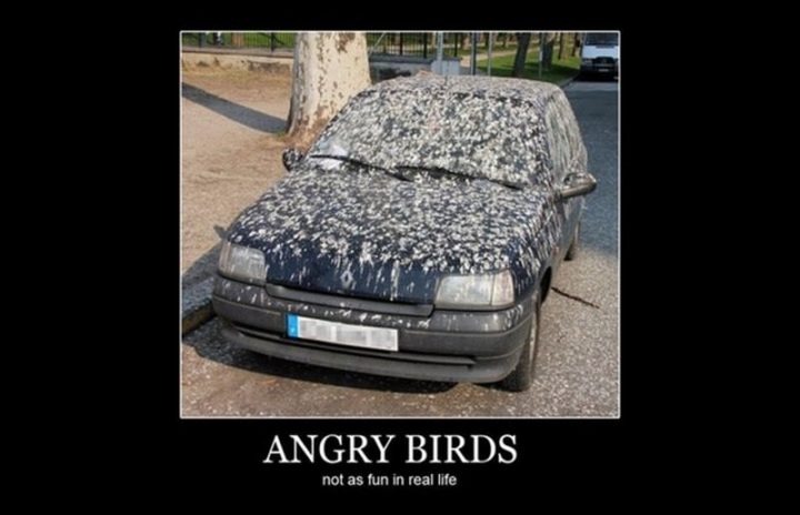 85 Funny Car Memes - "Angry Birds: Not as much fun in real life."