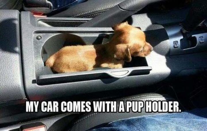 "My car comes with a pup holder."