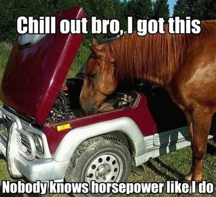 "Chill out bro, I got this. Nobody knows horsepower as I do."