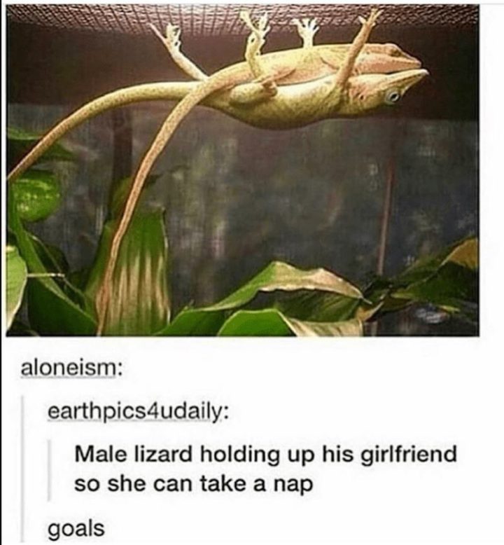 65 Funny Dating Memes - "Goals: Male lizard holding up his girlfriend so she can take a nap."
