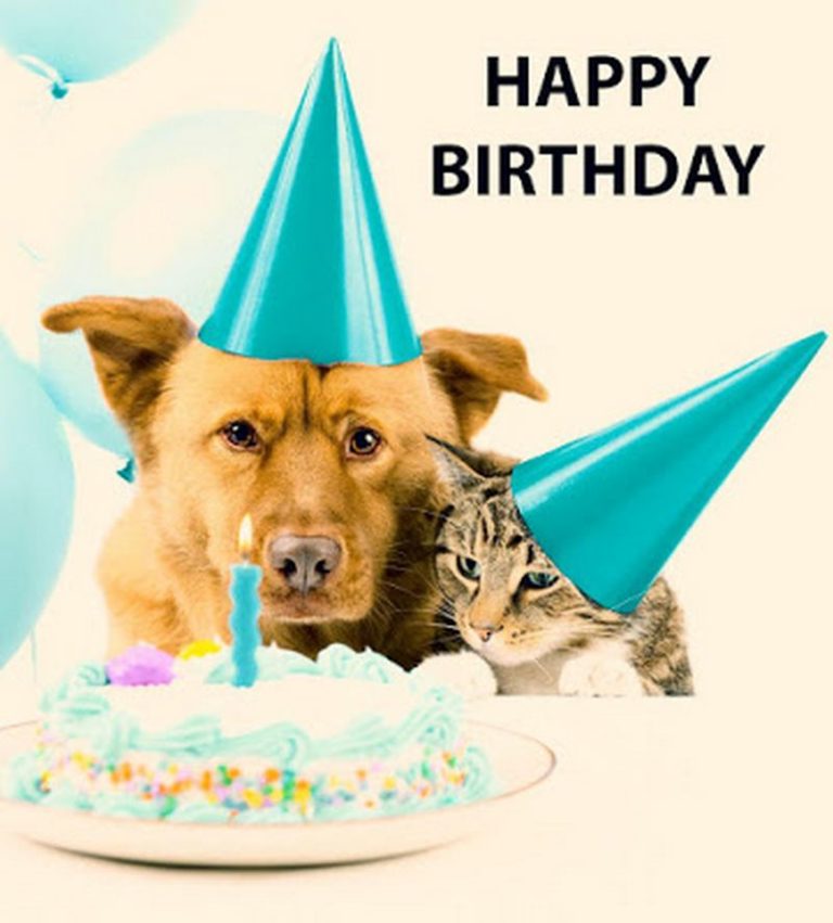 101 Funny Happy Birthday Dog Memes For Paw Lovers Everywhere